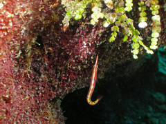 Lucayablennius zingaro