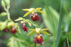 Calanthe tricarinata
