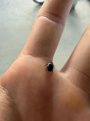 Illiger's Scavenger Scarab