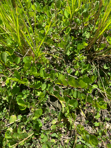 Alysicarpus ovalifolius
