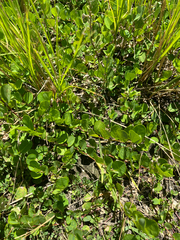 Alysicarpus ovalifolius