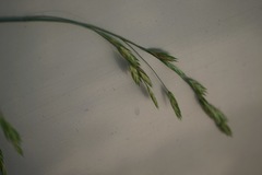 Bromus catharticus catharticus