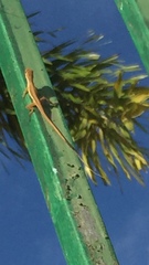 Anolis pulchellus