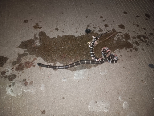 Many-banded Krait