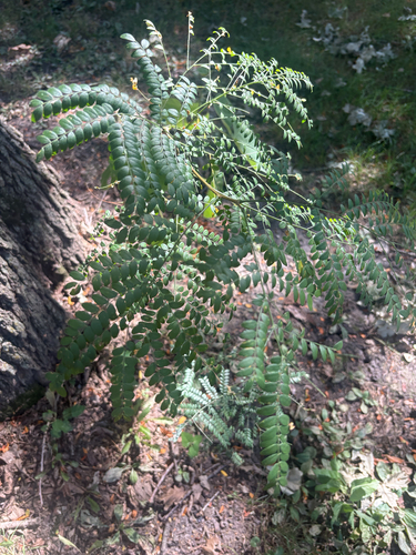 honey locust