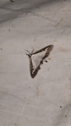 Box Tree Moth