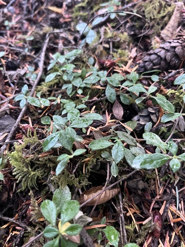 Twinflower