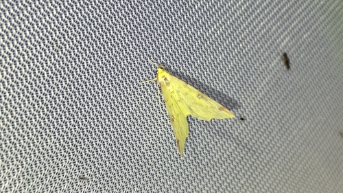 Brimstone Moth