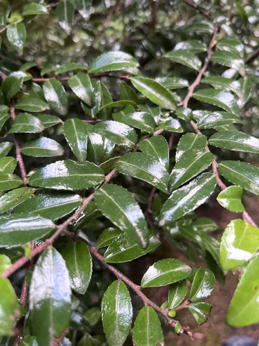 Evergreen Huckleberry