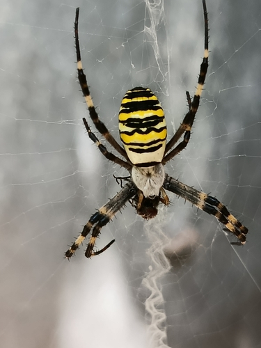 Wasp Spider