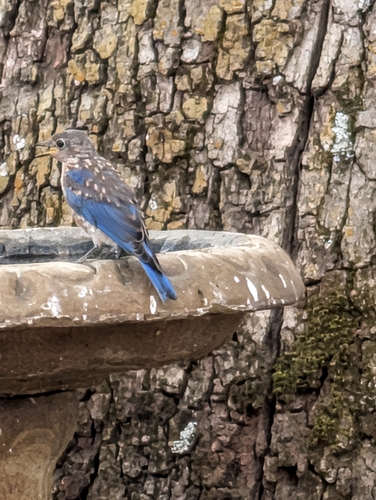 Eastern Bluebird