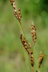 Juncus greenei