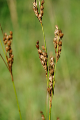 Juncus greenei