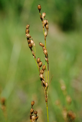 Juncus greenei