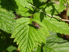 Cheilosia grossa