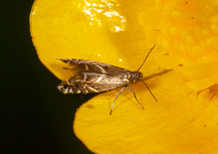 Glyphipterix simpliciella