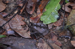 Rhinella castaneotica