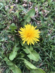 Taraxacum officinale