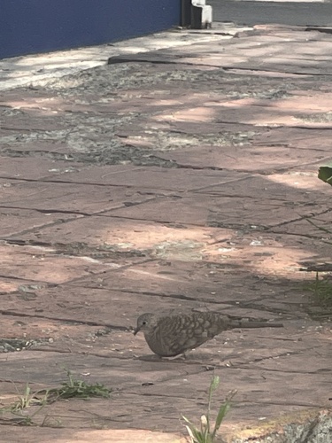 Inca Dove