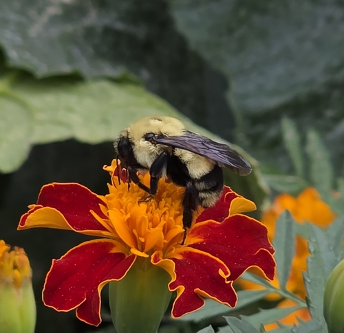 Brown-belted Bumble Bee