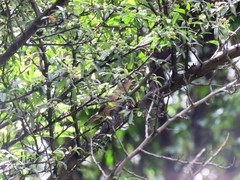 Troglodytes aedon columbae