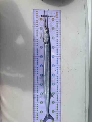 Tylosurus acus observed 2026-09-05