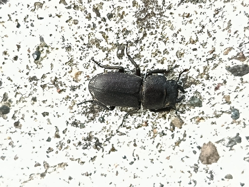 Lesser Stag Beetle