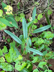 Smilax laurifolia, photograph (c) harrier, some rights reserved (CC BY)