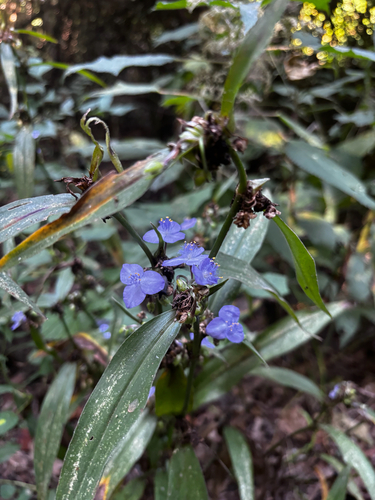 Tradescantia subaspera, photograph 6