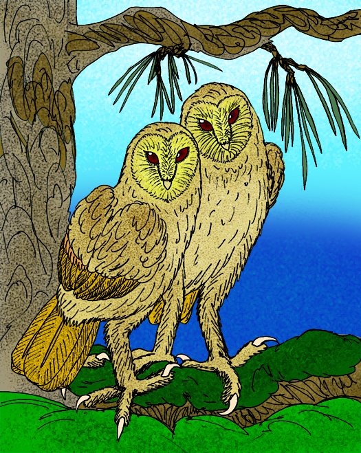 Bahama Barn Owl