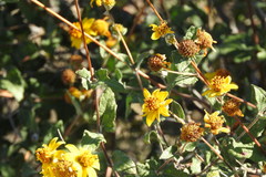 Bahiopsis triangularis