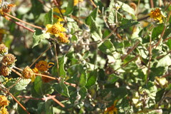 Bahiopsis triangularis