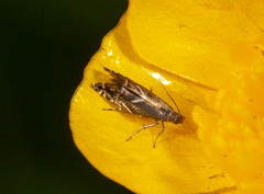 Glyphipterix simpliciella