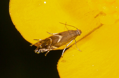 Glyphipterix simpliciella