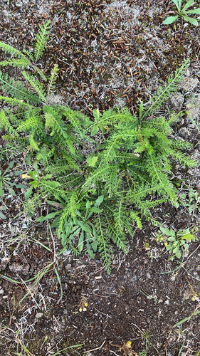 common yarrow