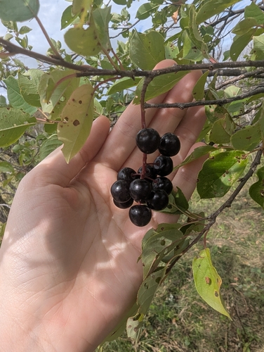 chokecherry