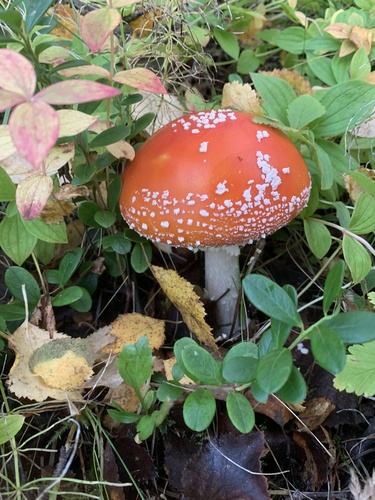 Fly Agaric