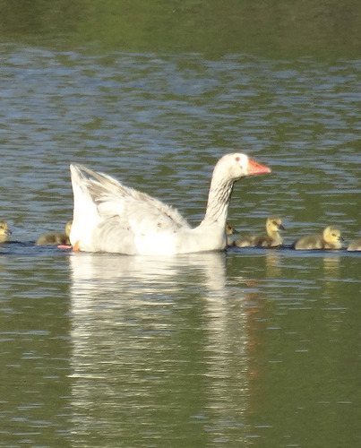 iNaturalist image