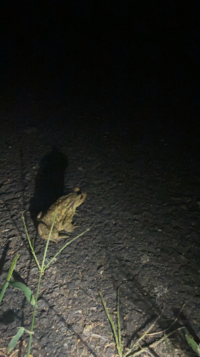 Spiny Toad
