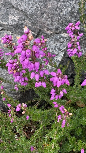 Bell Heather