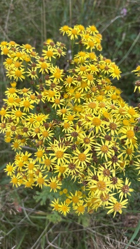 ragwort
