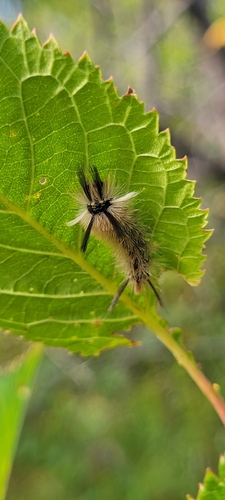 Banded Tussock Moth