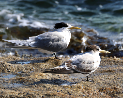 iNaturalist image