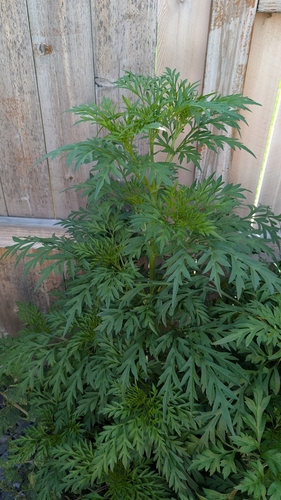 common ragweed