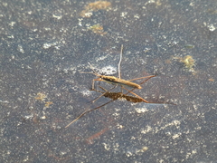 Limnoporus notabilis