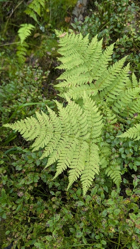 spreading wood fern