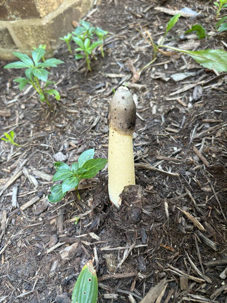 Ravenel's stinkhorn · September 2026 · photo: Photo: no rights reserved · iNaturalist