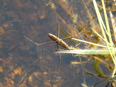 Limnoporus notabilis