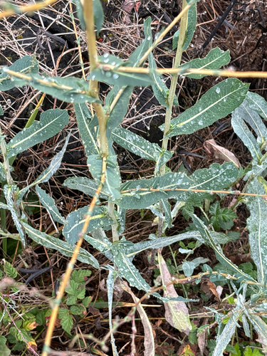prickly lettuce