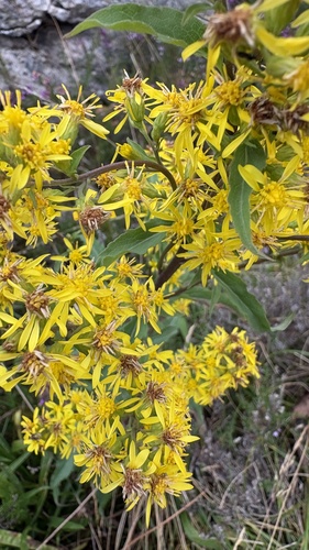 European goldenrod